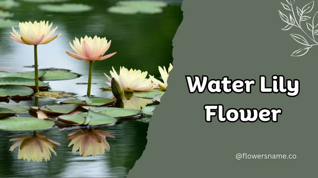 Water Lily