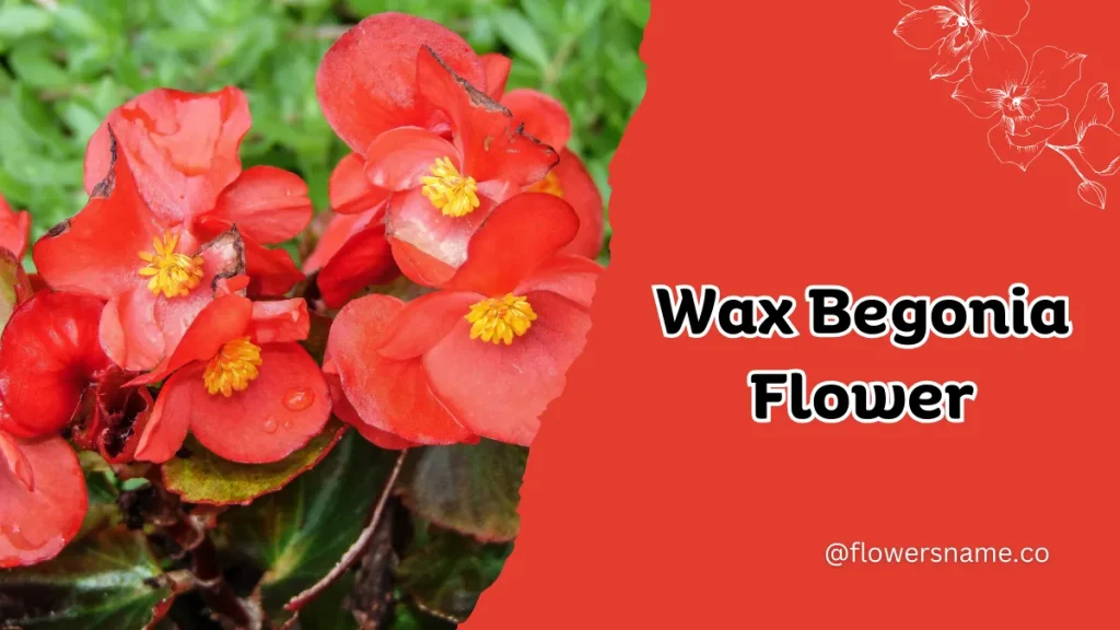 Wax Begonia