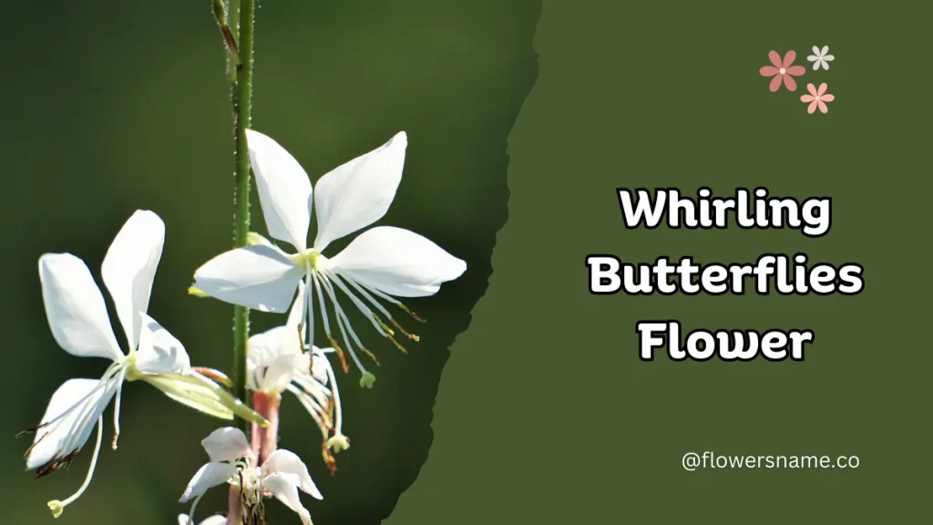 Whirling Butterflies