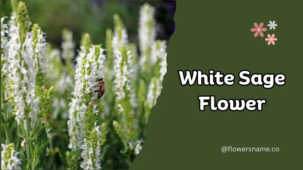 White Sage