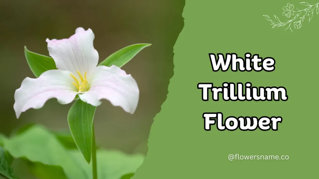 White Trillium