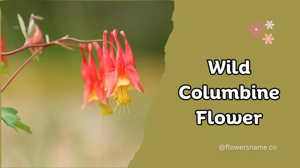 Wild Columbine