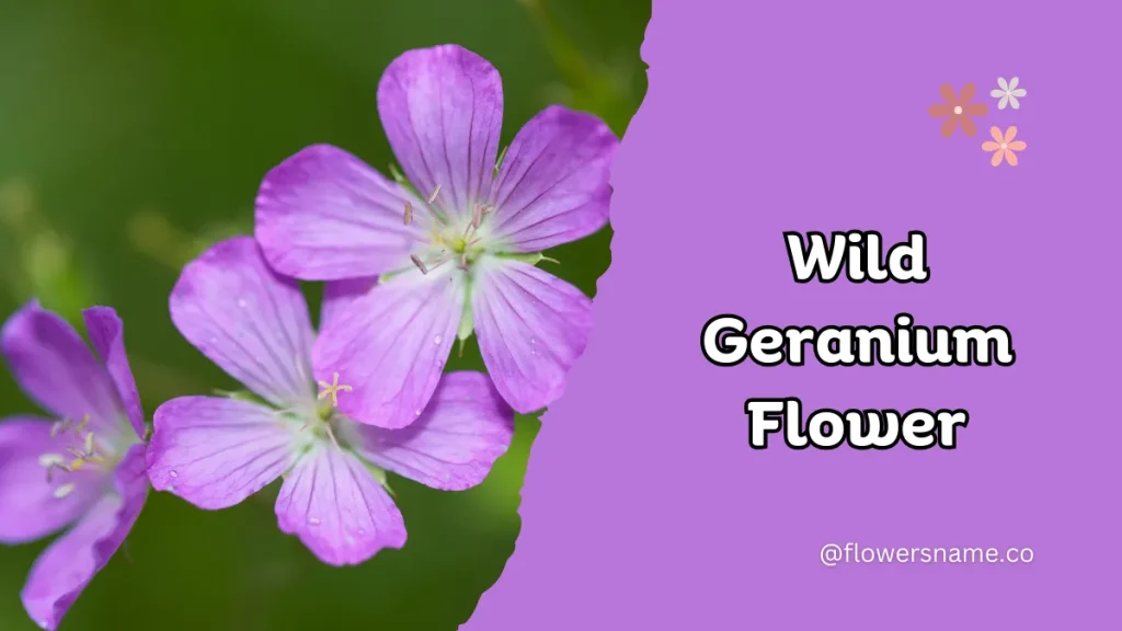 Wild Geranium