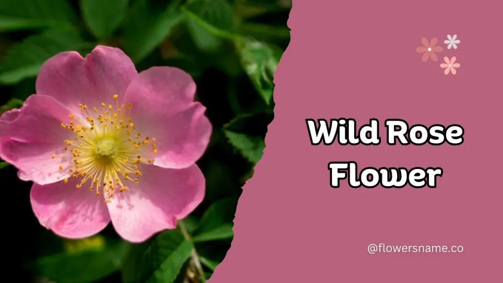 Wild Rose