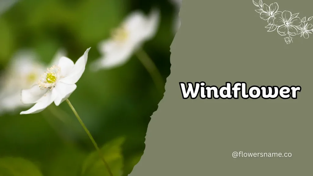 Windflower