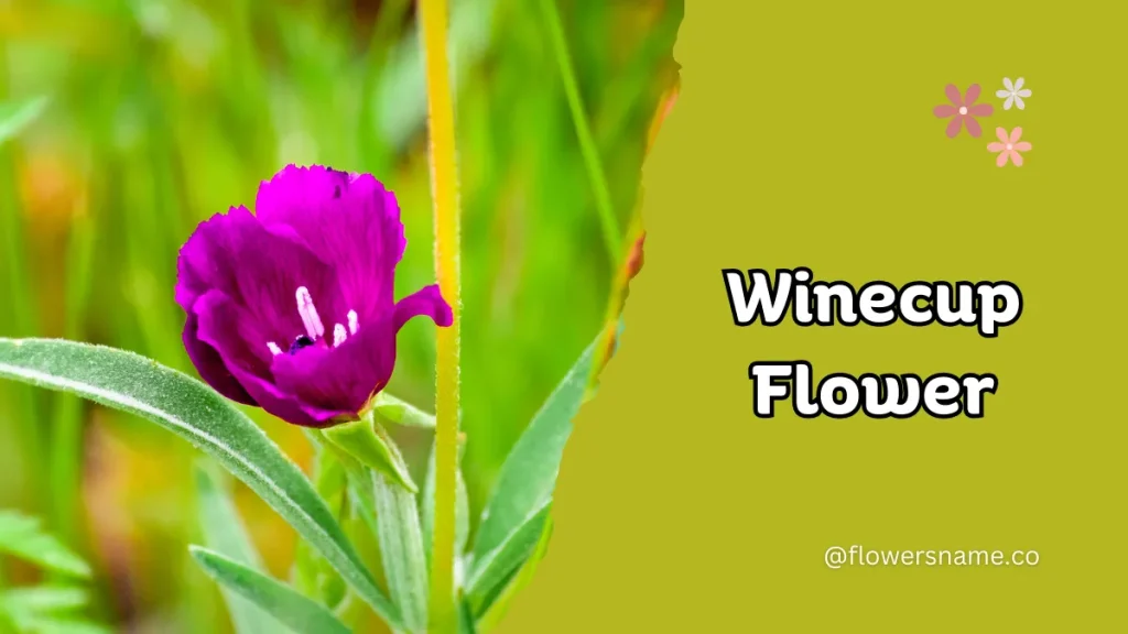 Winecup