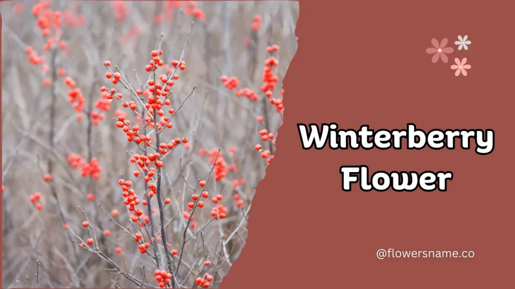 Winterberry