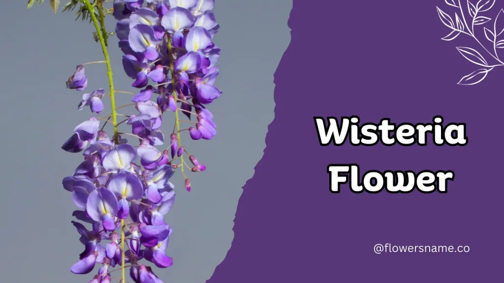Wisteria