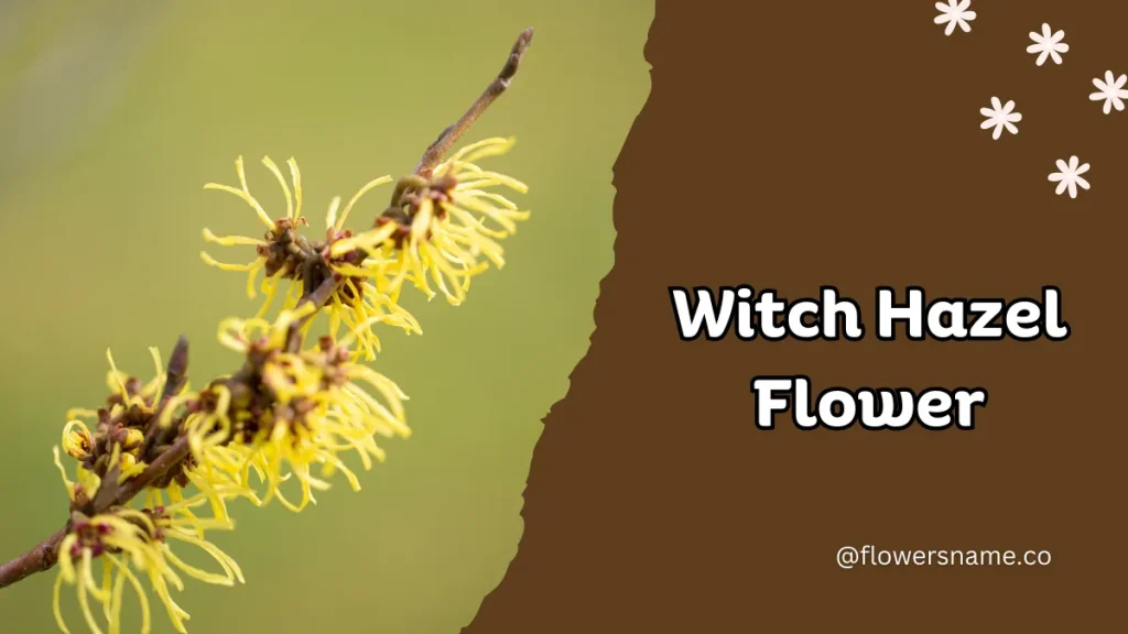 Witch Hazel
