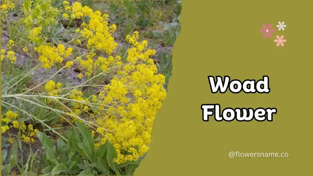 Woad