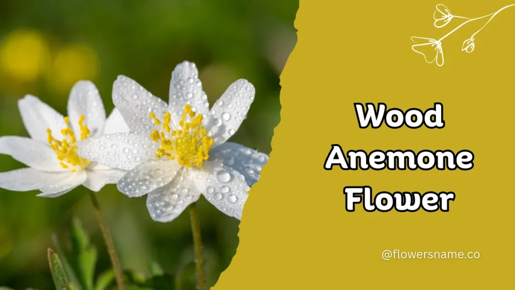 Wood Anemone