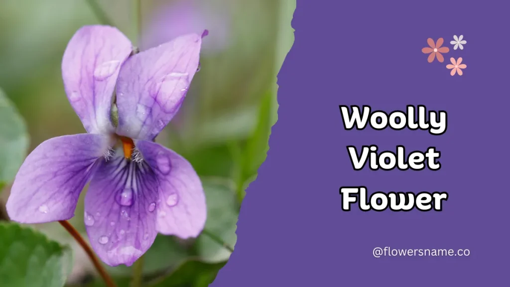 Woolly Violet