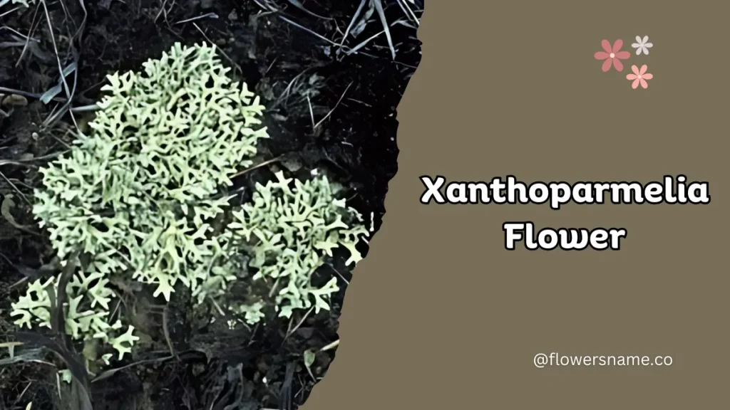 Xanthoparmelia