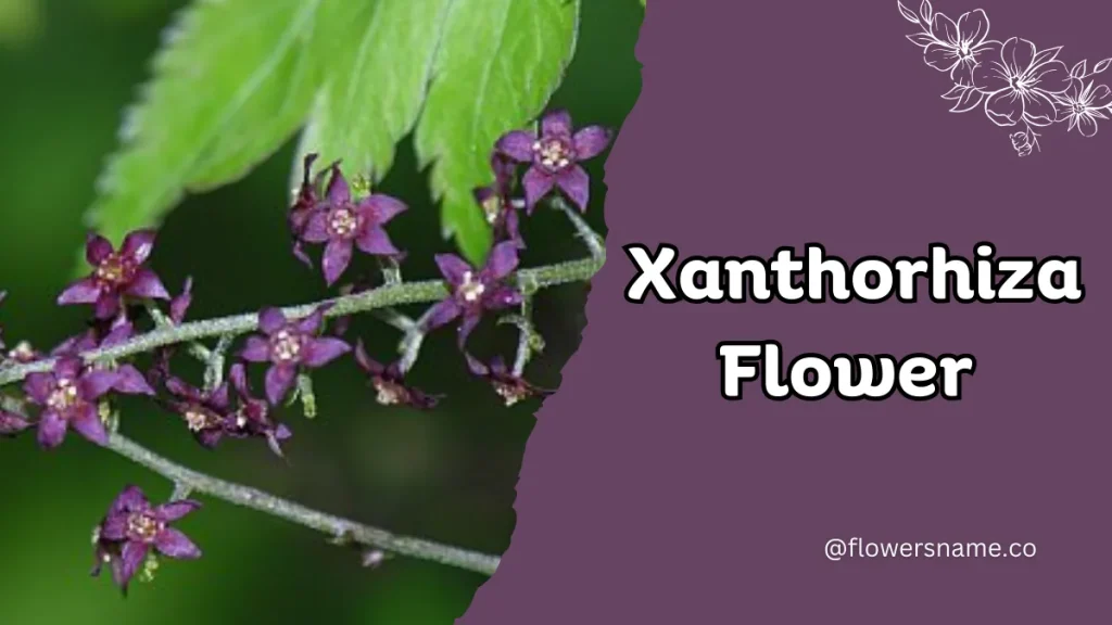 Xanthorhiza