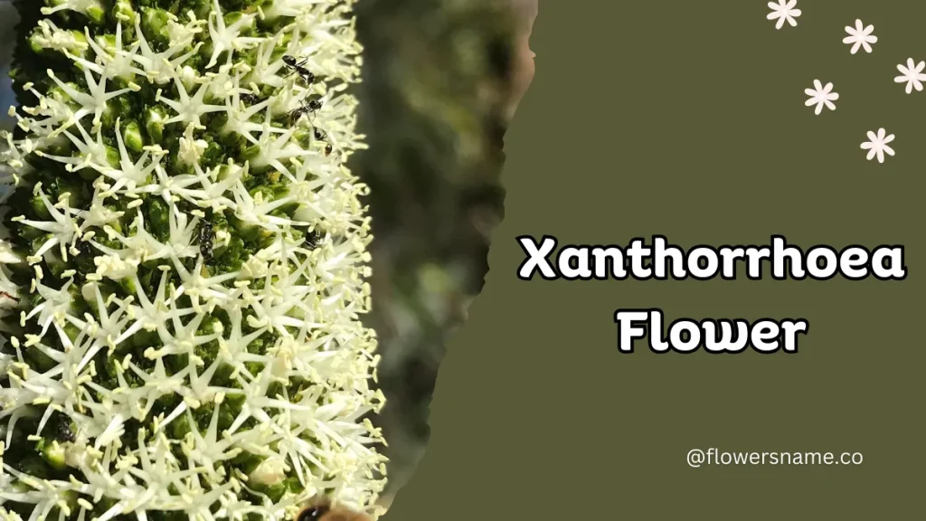 Xanthorrhoea