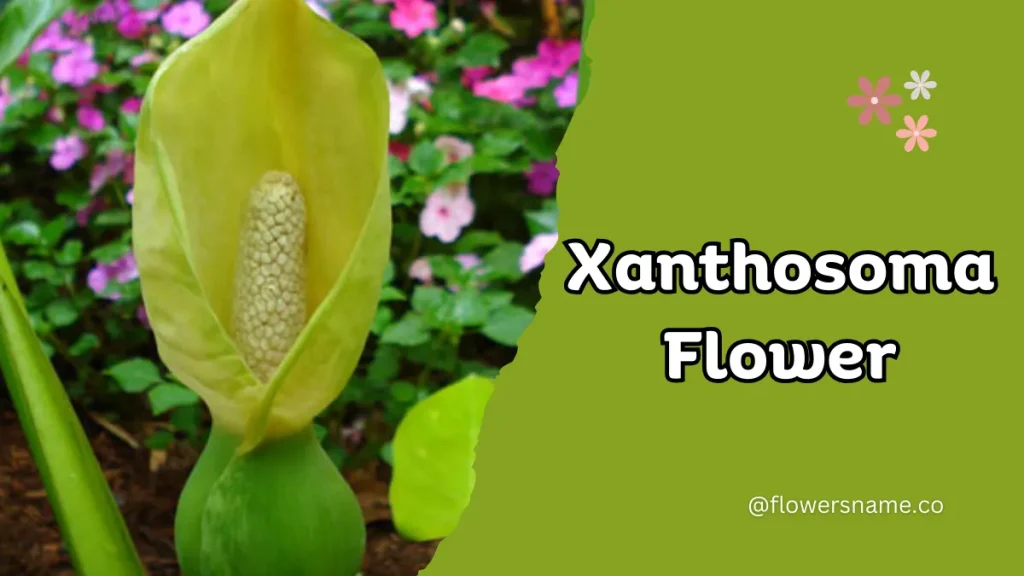 Xanthosoma