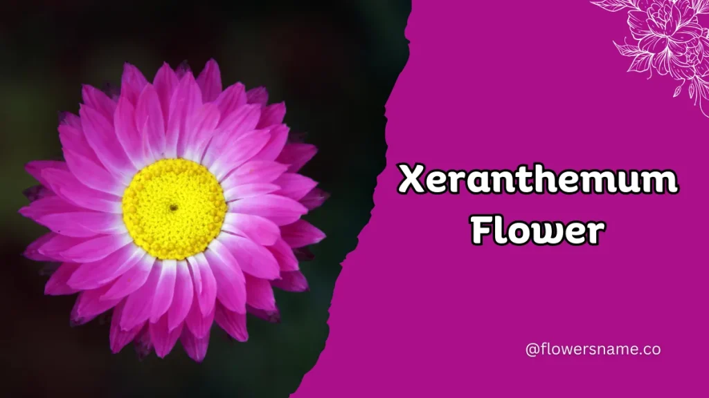 Xeranthemum