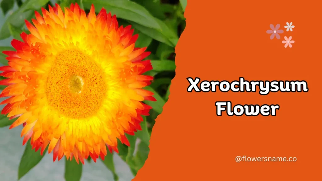 Xerochrysum