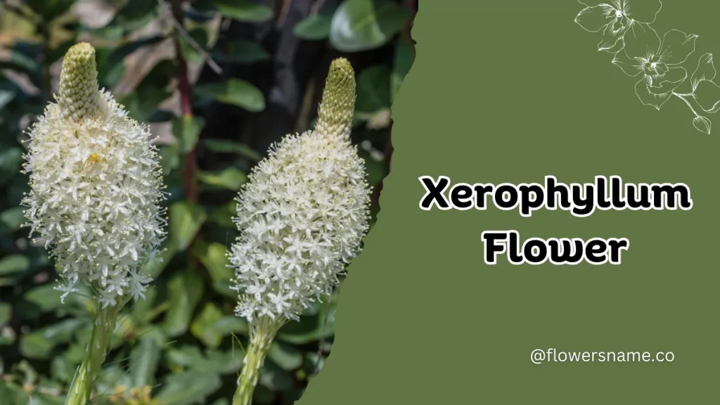 Xerophyllum