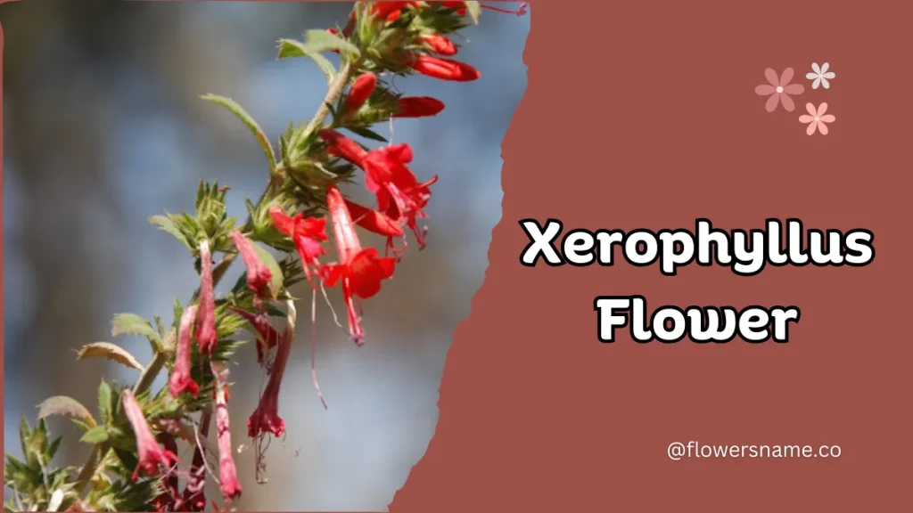 Xerophyllus