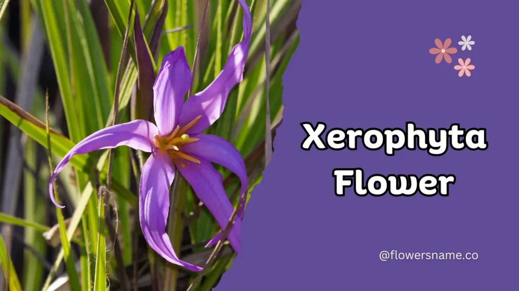 Xerophyta