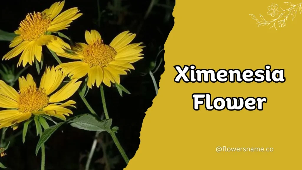 Ximenesia
