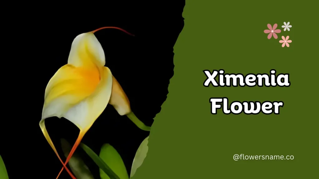 Ximenia