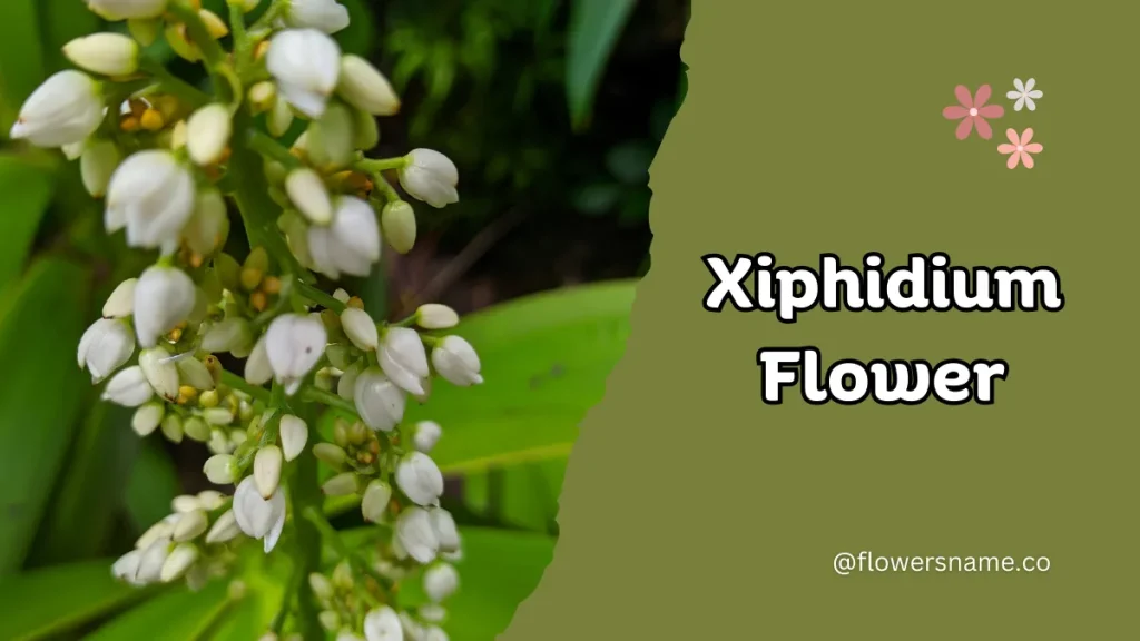 Xiphidium