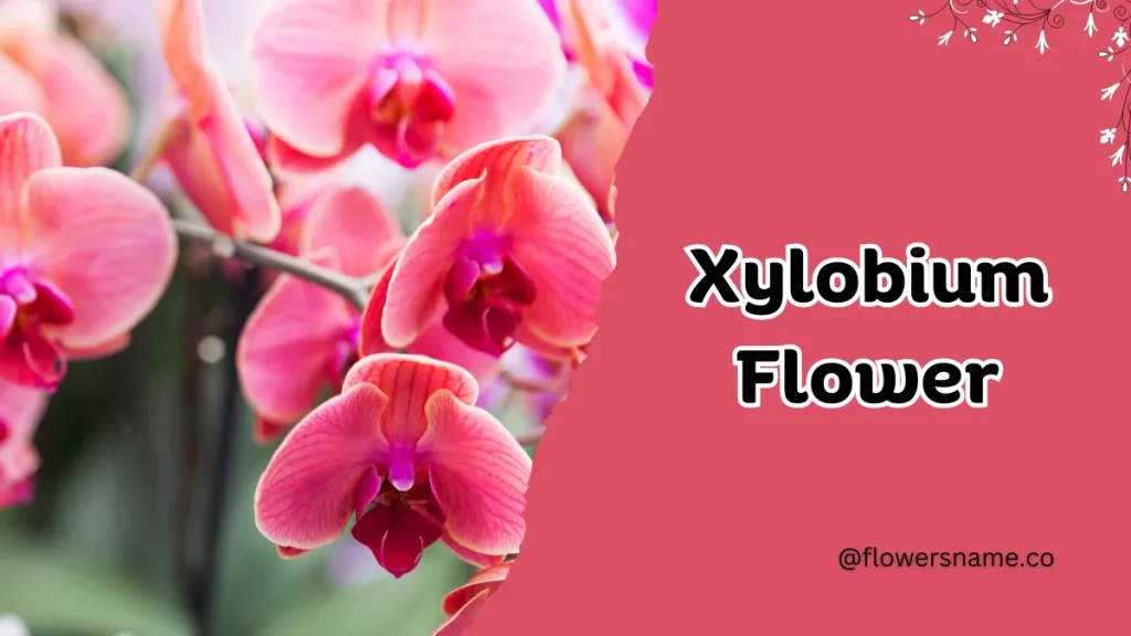 Xylobium