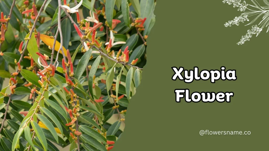 Xylopia