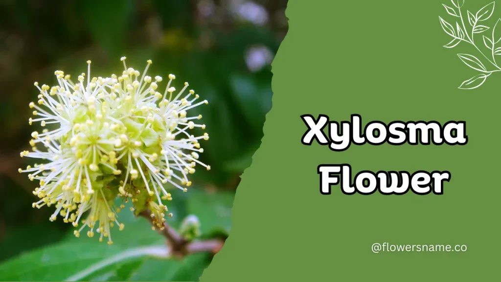 Xylosma