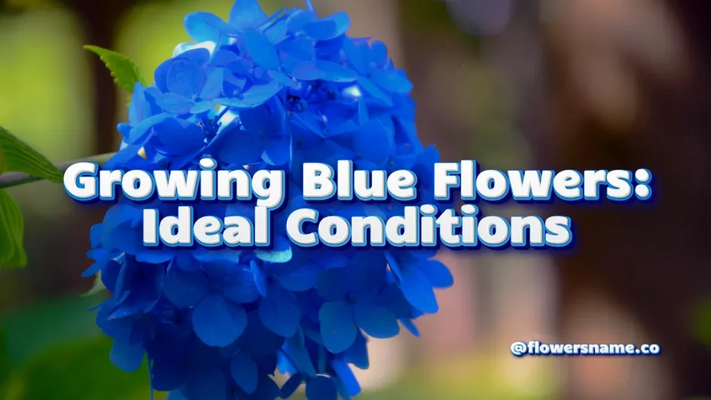 Growing Blue Flowers_ Ideal Conditions