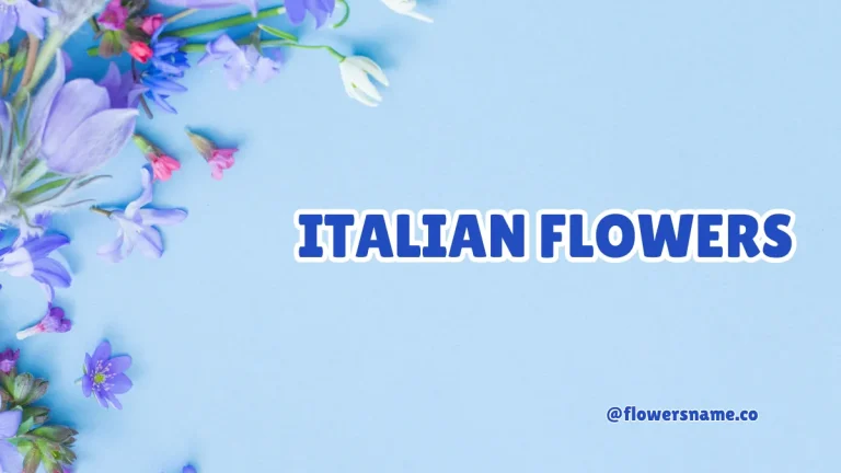 Italian Flowers