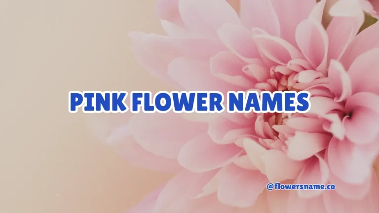 Pink flower names