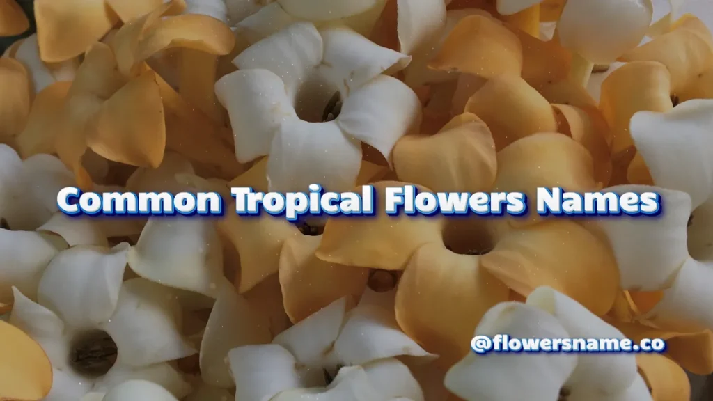 Common Tropical Flowers Names