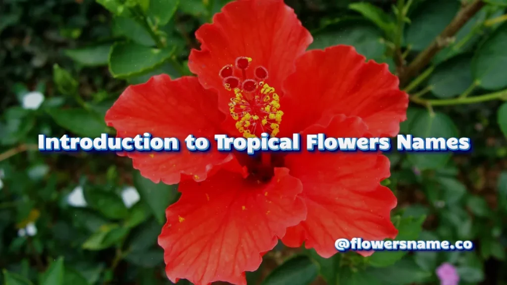 Introduction to Tropical Flowers Names