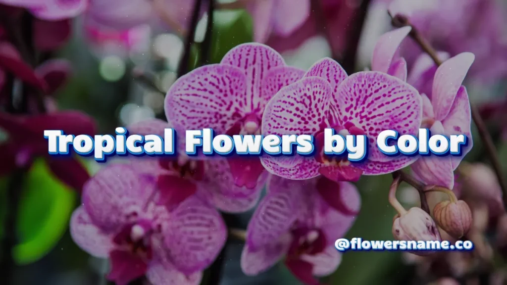 Tropical Flowers by Color