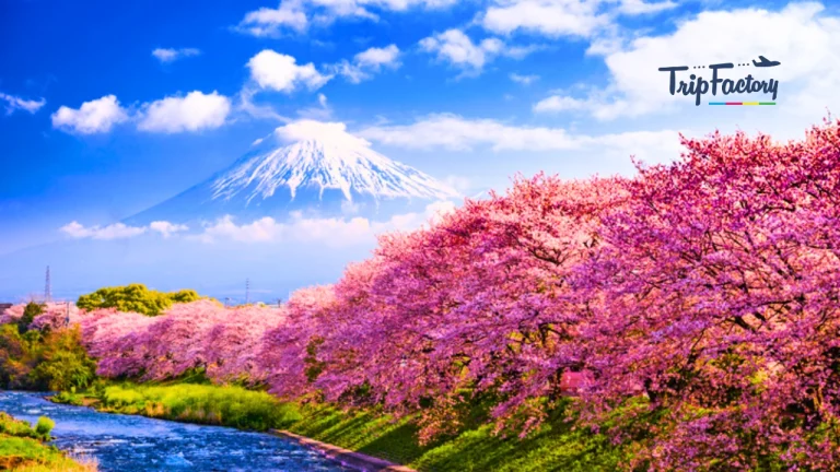 Springtime Pink Paradise: Spectacular Cherry Blossom Destinations Worldwide