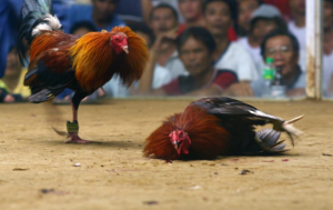 Live Cockfighting Today: Tradition Meets Technology in the Digital Arena 3 Screenshot 25