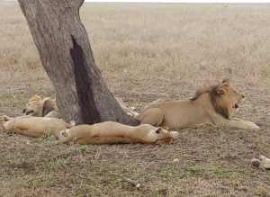 How Safari Guides Interpret The Land On A Tanzania Wildlife Safari 2 Screenshot 141