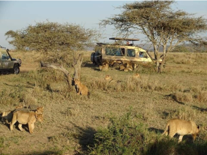 How Safari Guides Interpret The Land On A Tanzania Wildlife Safari 3 Screenshot 142